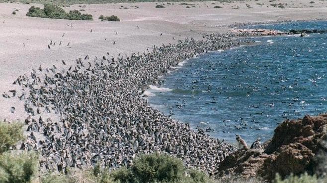 Punta Tombo, a praia dos pinguins