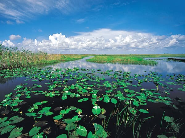Everglades