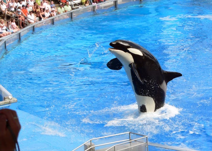 Sea World - Attribtuion: Flickr/Creative Commons/Stig Nygaard/Via/https://flic.kr/p/FXERp
