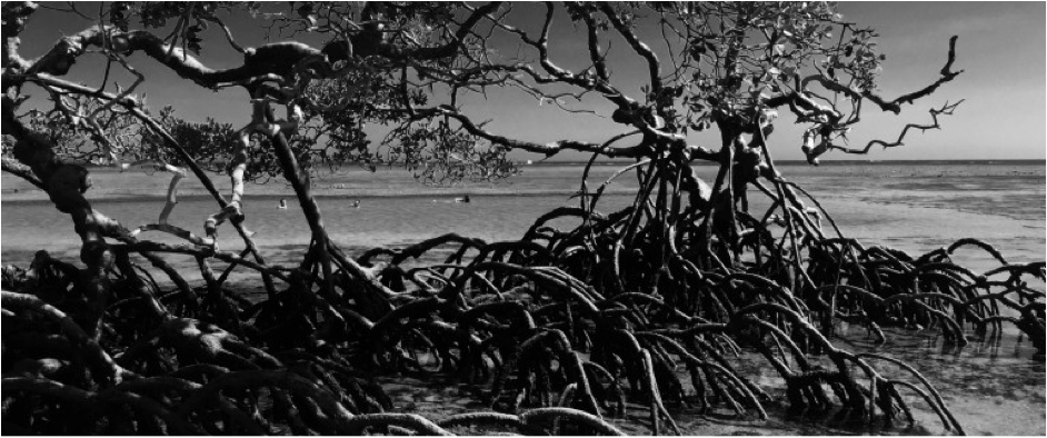 O mangue em Castelhanos (Foto: Lalai Persson)
