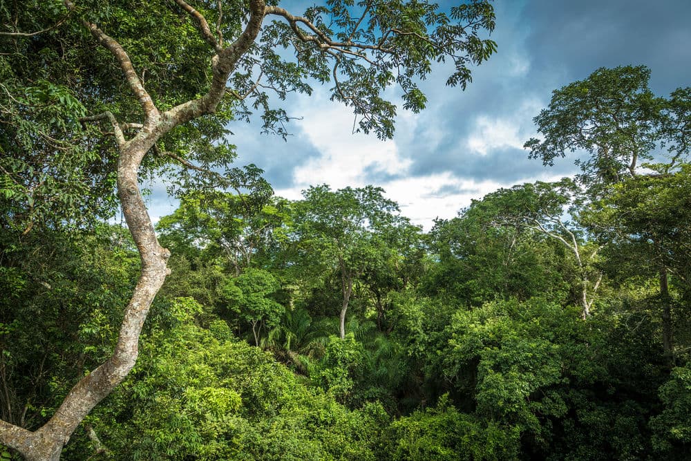 Floresta Amazônica no norte do Brasil