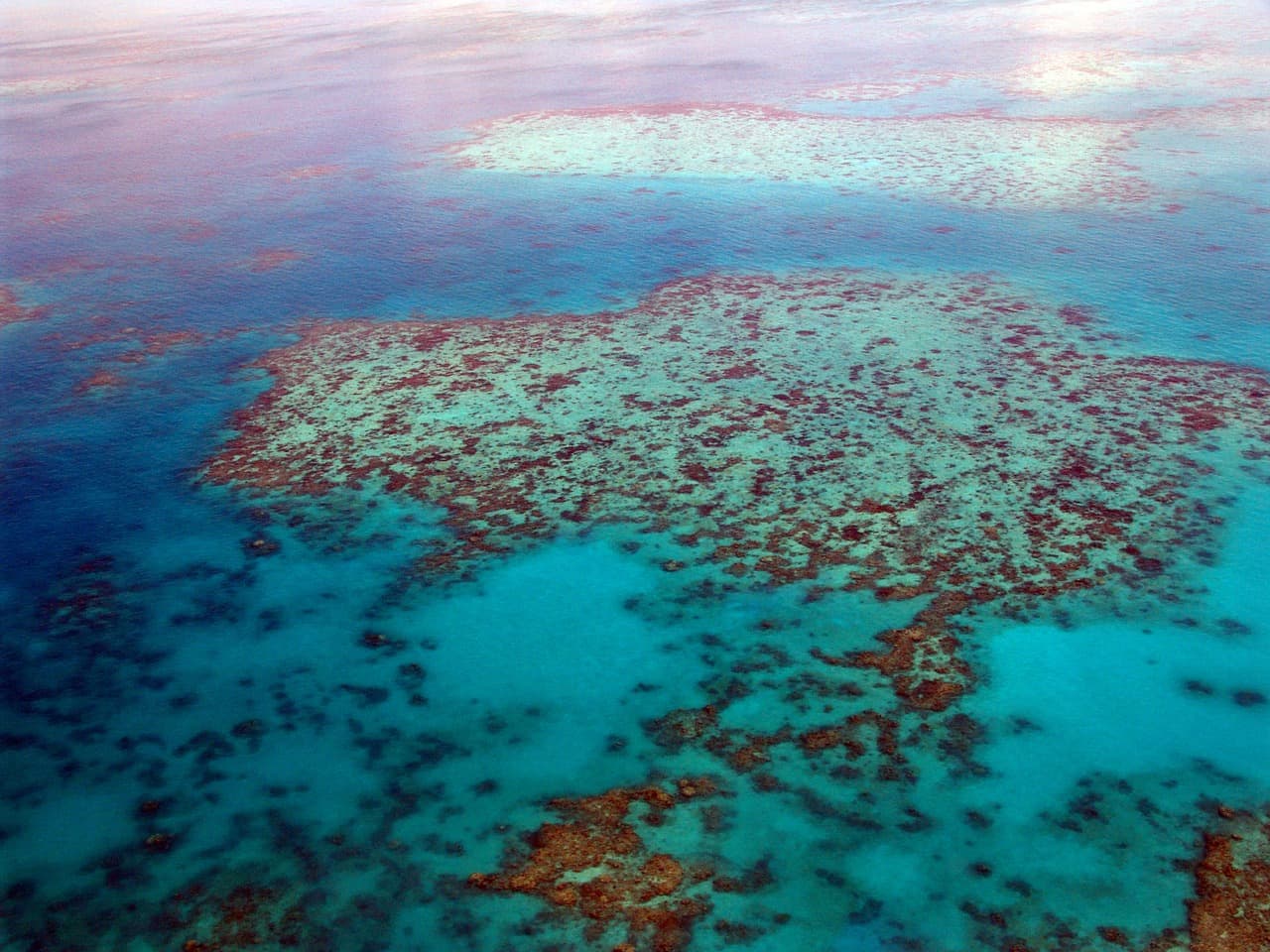 Os corais mais coloridos e diferentes do mundo estão aqui