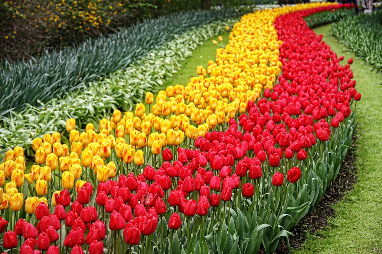 Vai visitar Amsterdã na primavera? Não deixe de apreciar os campos de tulipas na Keukenhof