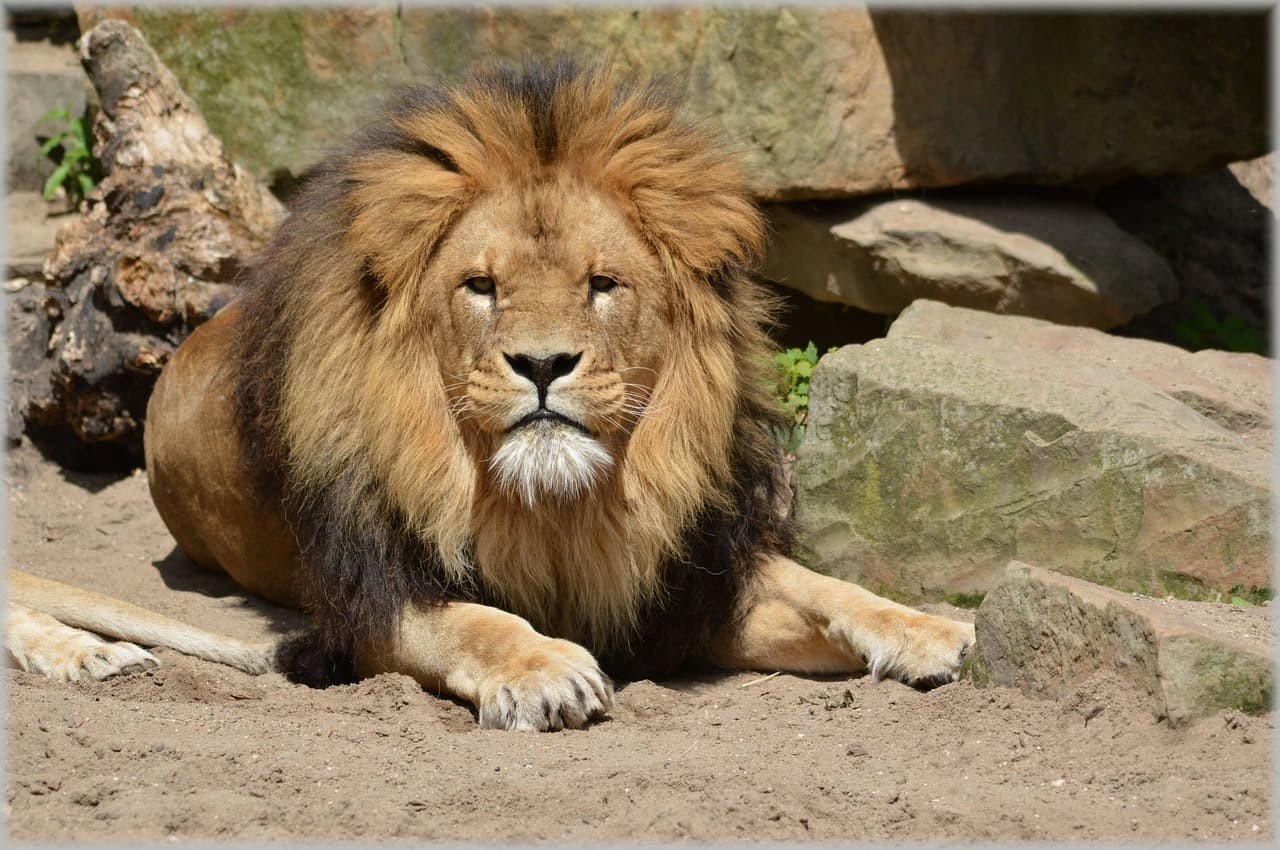 Até quem não está viajando com crianças vai adorar o passeio pelo zoológico de Amsterdã