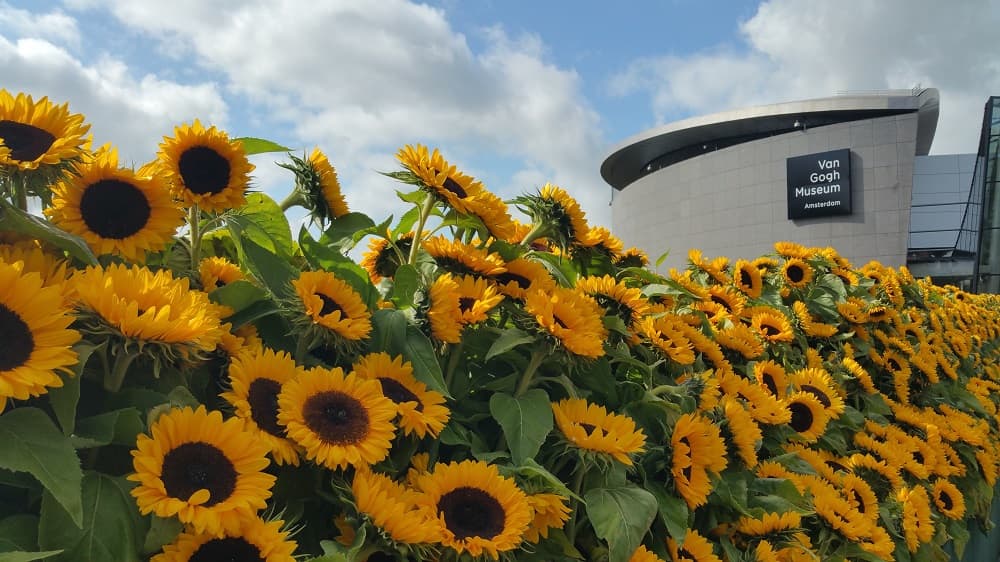 É claro que o Van gogh Museum só poderia ser cercado por girassóis (Crédito da foto: Clarissa Donda)