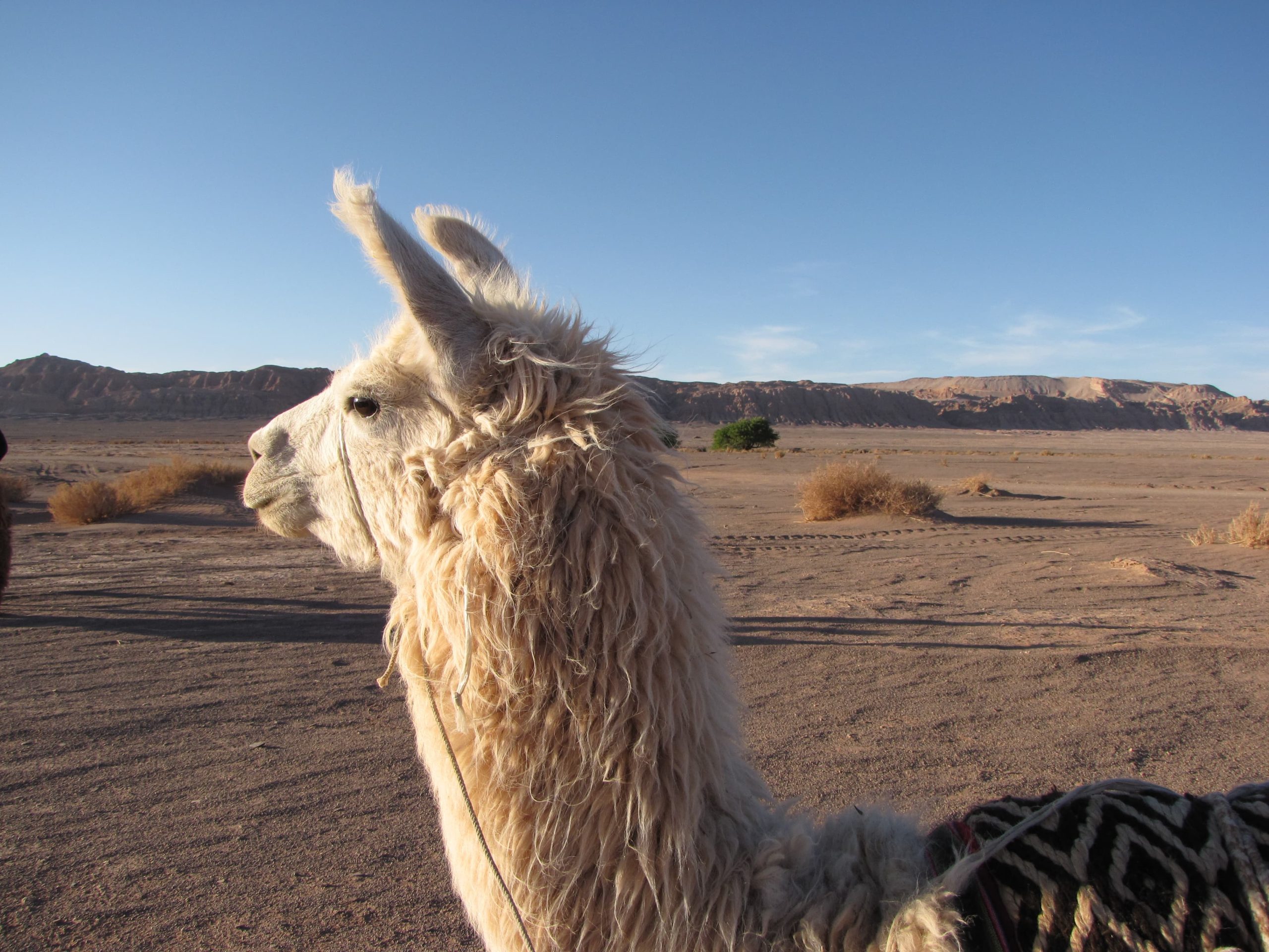 Faça como esta simpática lhama e visite o Atacama durante sua viagem pelo Chile. (Crédito da foto: Natalie Soares)