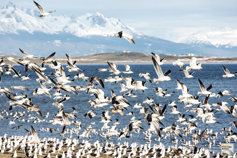 O Parque Nacional de Ushuaia é programa imperdível para quem visita a região. (Crédito: Viajo Logo Existo)