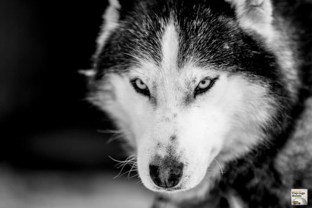 Se você gosta de cães, vai se deliciar com estes que puxam trenós. (Crédito: Viajo Logo Existo)