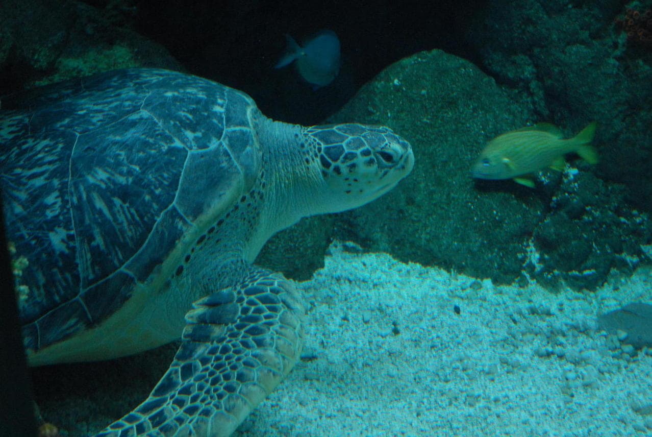 Lar dessa tartaruga marinha, o aquário de Gênova é um legado que a cidade italiana ganhou após a Expo 92 