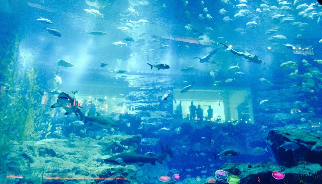 É incrível pensar que um tanque desse tamanho, onde vivem tantos animais, fica dentro de um shopping!