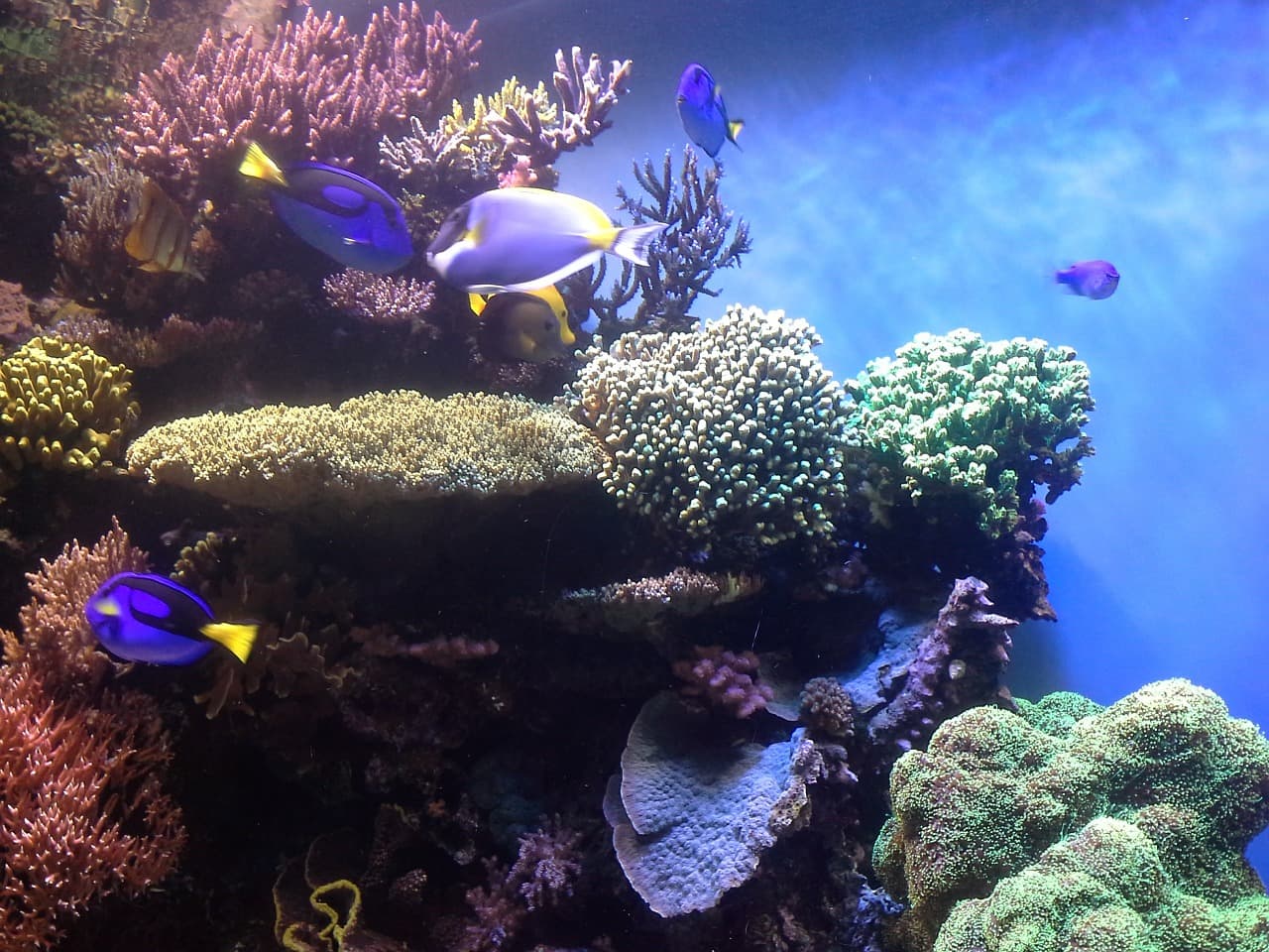 Parece o cenário do desenho Procurando Nemo na vida real, mas é o Monterrey Bay Aquarium  