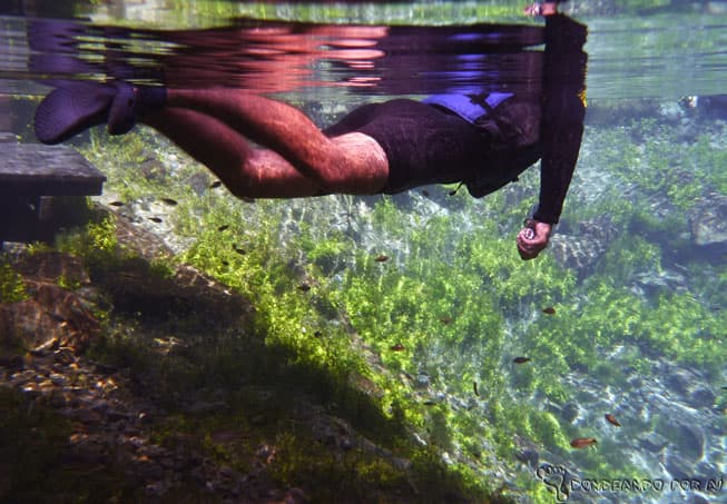Águas cristalinas para observar de pertinho a vida debaixo d'água te aguardam no passeio à Nascente Azul (Crédito da foto: Clarissa Donda)