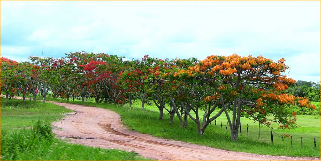Além da flora exuberante, a Estrada Parque do Pantanal permite avistar diversas espécies de animais (Crédito da foto: www.flickr.com/jose_eduardo_pacha - Creative Commons License)