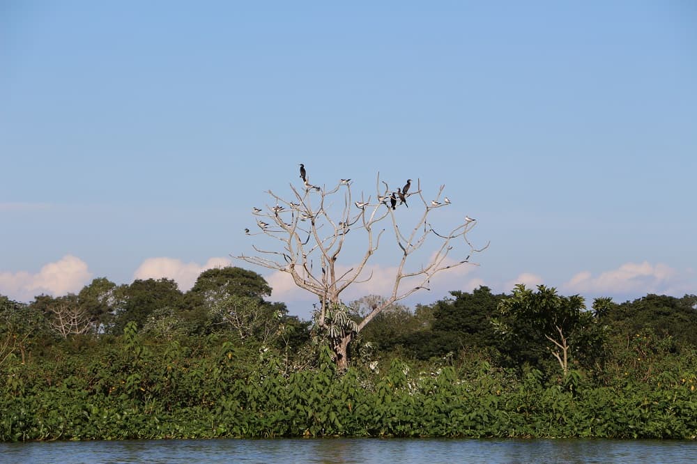 Natureza, paz e sossego é o que você vai encontrar em uma viagem pela região do Pantanal (Crédito da foto: Natalie Soares)