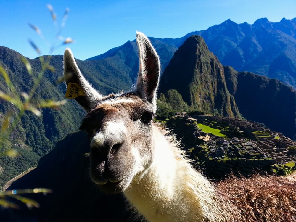 As melhores horas para tirar selfies, como a desta lhama, são o começo e o fim do dia. (Crédito da foto: Clarissa Donda)