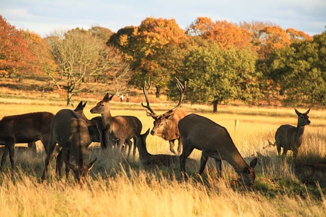 Nesta reserva, você poderá ver bandos de veados de pertinho em meio à paisagem típica da estação (Crédito da foto: Clarissa Donda)
