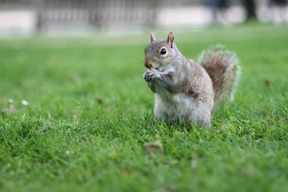 Tem as árvores, as folhas, as cores, o friozinho... Mas um dos melhores motivos para visitar os parques de Londres, seja quando for, são os esquilos!