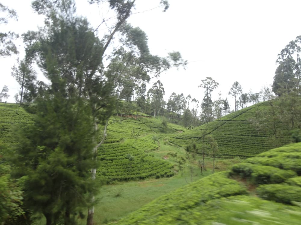 Plantações de chá são comuns nessa região do Sri Lanka e têm papel importante na economia local (Crédito da foto: Nathália Brancato)