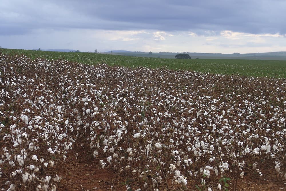 Campos de algodão e outras flores atraem milhares de visitantes a Holambra nessa época (Crédito da foto: José Reynaldo da Fonseca - Creative Commons License)