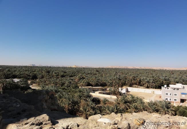 Nem parece que esse monte de palmeiras fica bem no meio do deserto (Crédito da foto: Clarissa Donda)