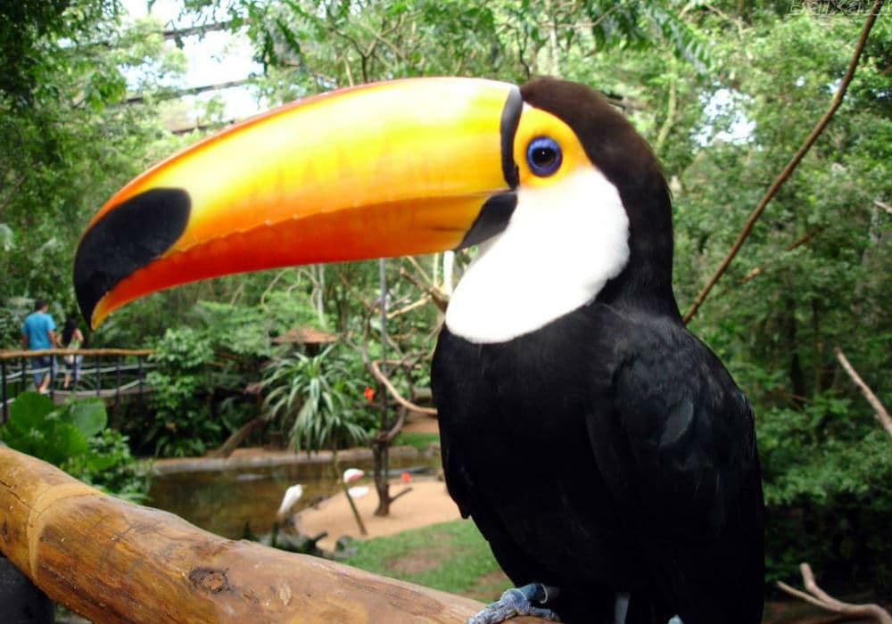 dentro do Parque das Aves em Foz do Iguaçu