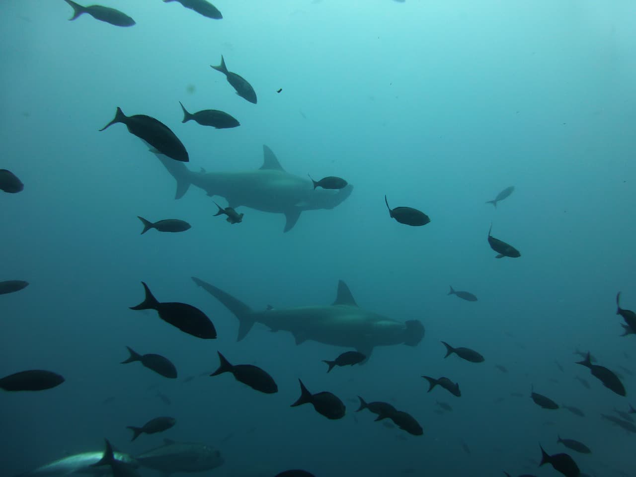 Espécies raras e fauna marinha diferenciada, o mar de Galapágos é uma atração por si só