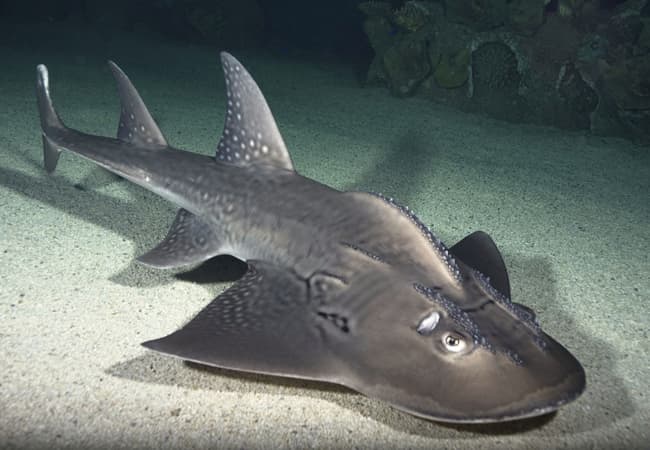 Shark Reef em Mandalay Bay