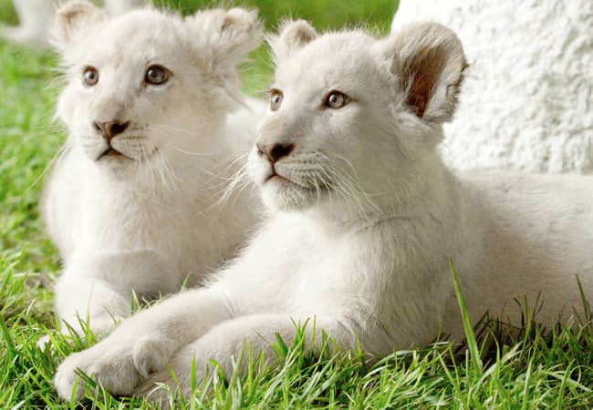 Siegfried & Roy's Secret Garden