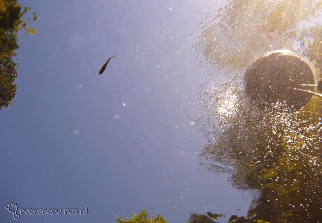 Esta é uma das vistas que pode curtir mergulhando na Lagoa Misteriosa (Crédito da foto: Clarissa Donda)
