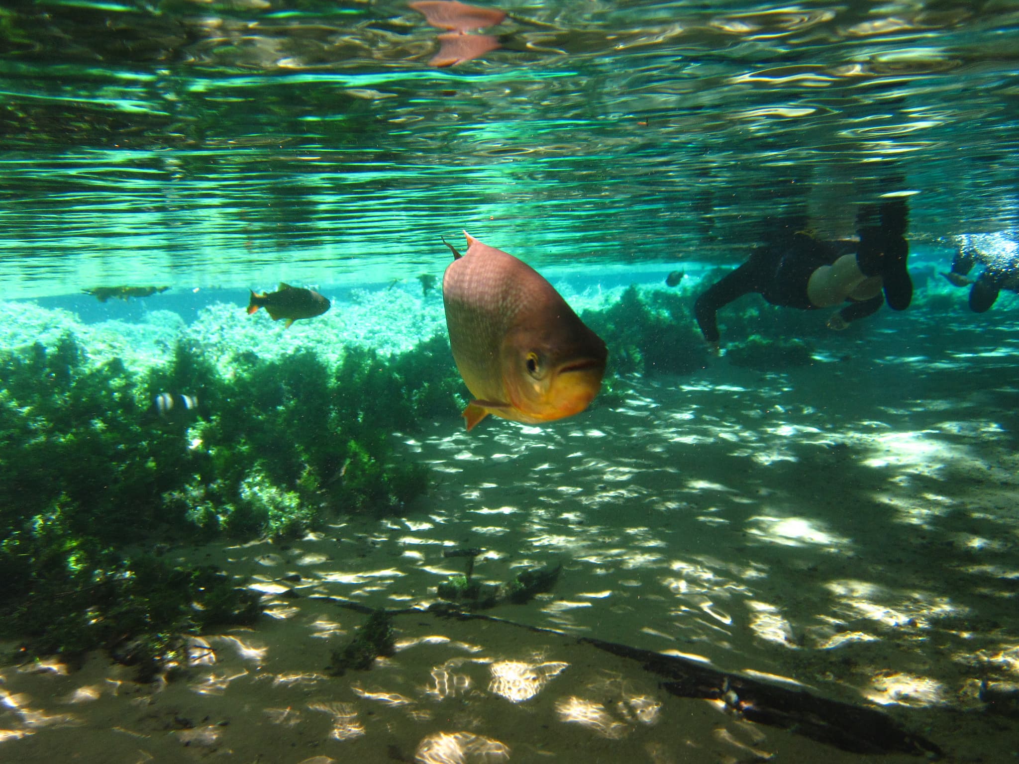 Rio da Prata, Bonito - Brasil - Attribution: Flickr/Creative Commons/Patty Ho/Via/https://flic.kr/p/bMdqmD