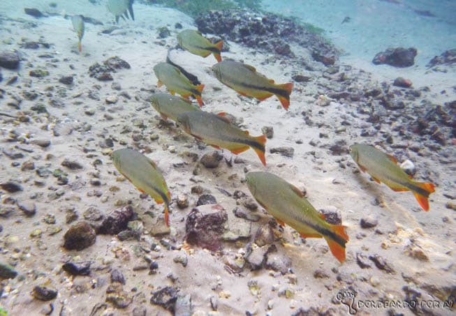 Se quiser nadar com esses peixinhos e curtir todas as atrações de Bonito, anote todas as nossas dicas (Crédito da foto: Clarissa Donda)