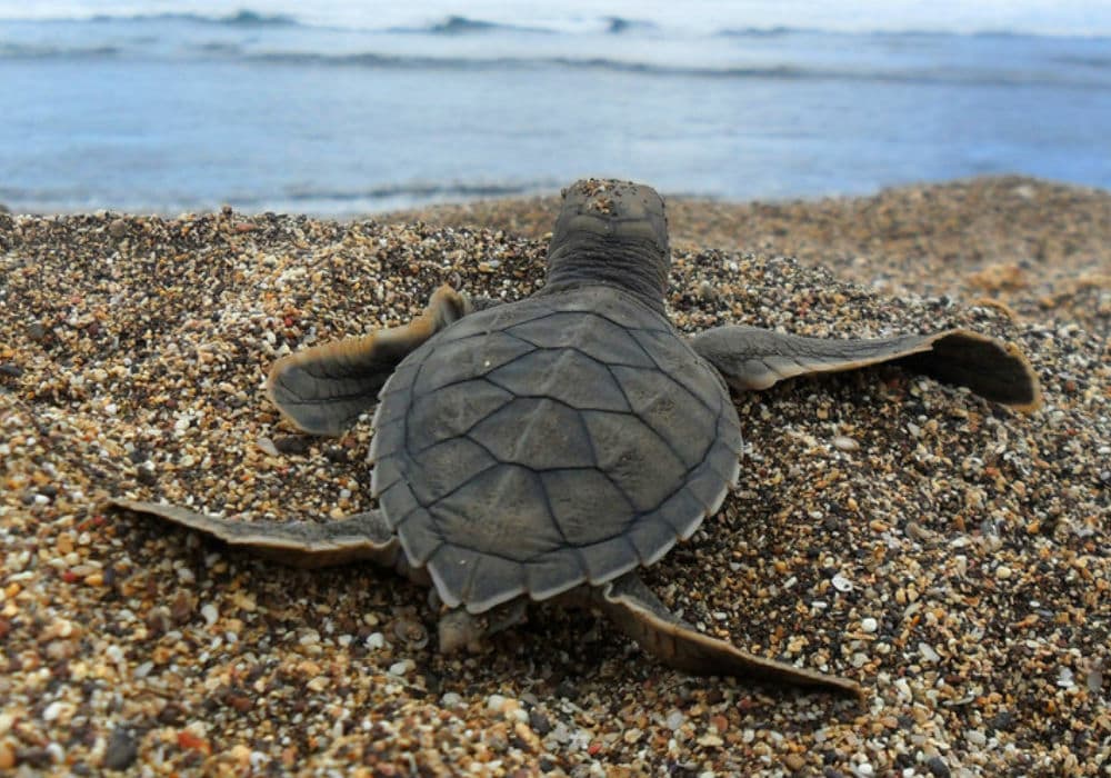uma tartaruga na praia