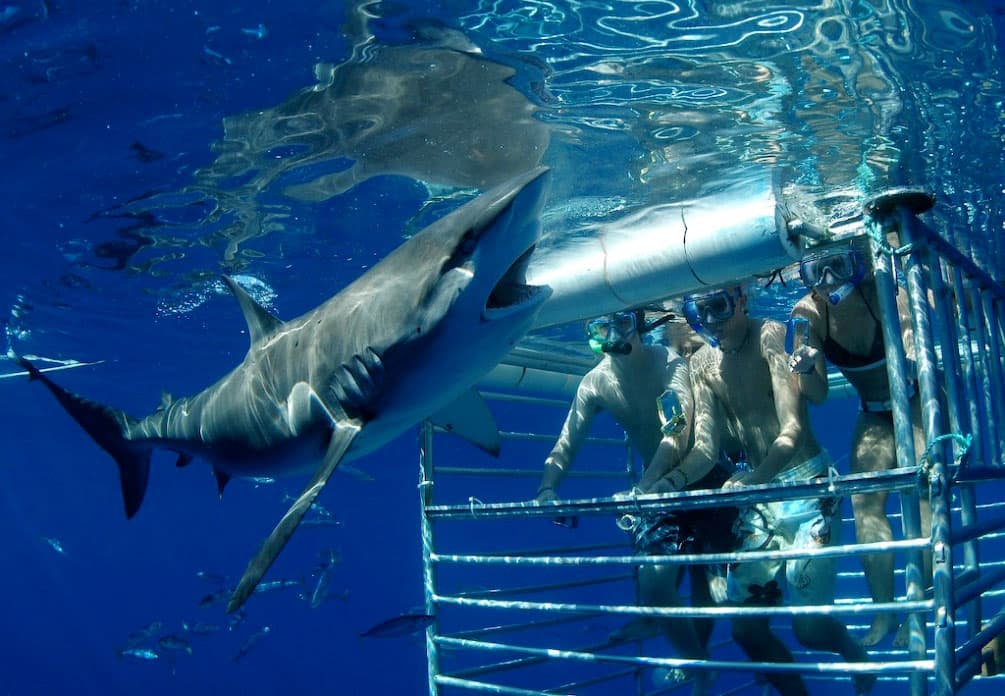 Nadar com tubarões em Oahu
