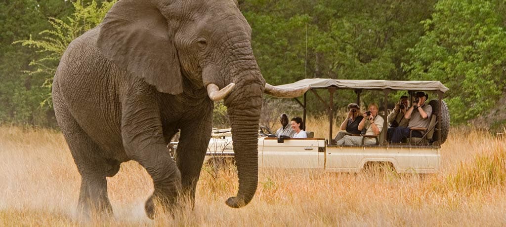 Interação muito próxima aos animais selvagens em safári na África
