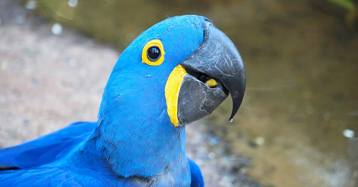 famosas aves brasileiras
