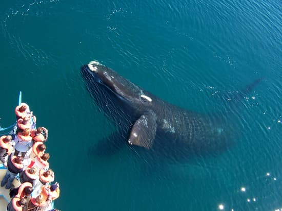 Passeio de barco para observar as baleias a partir de Puerto Madryn