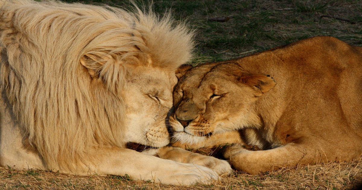 animais da africa