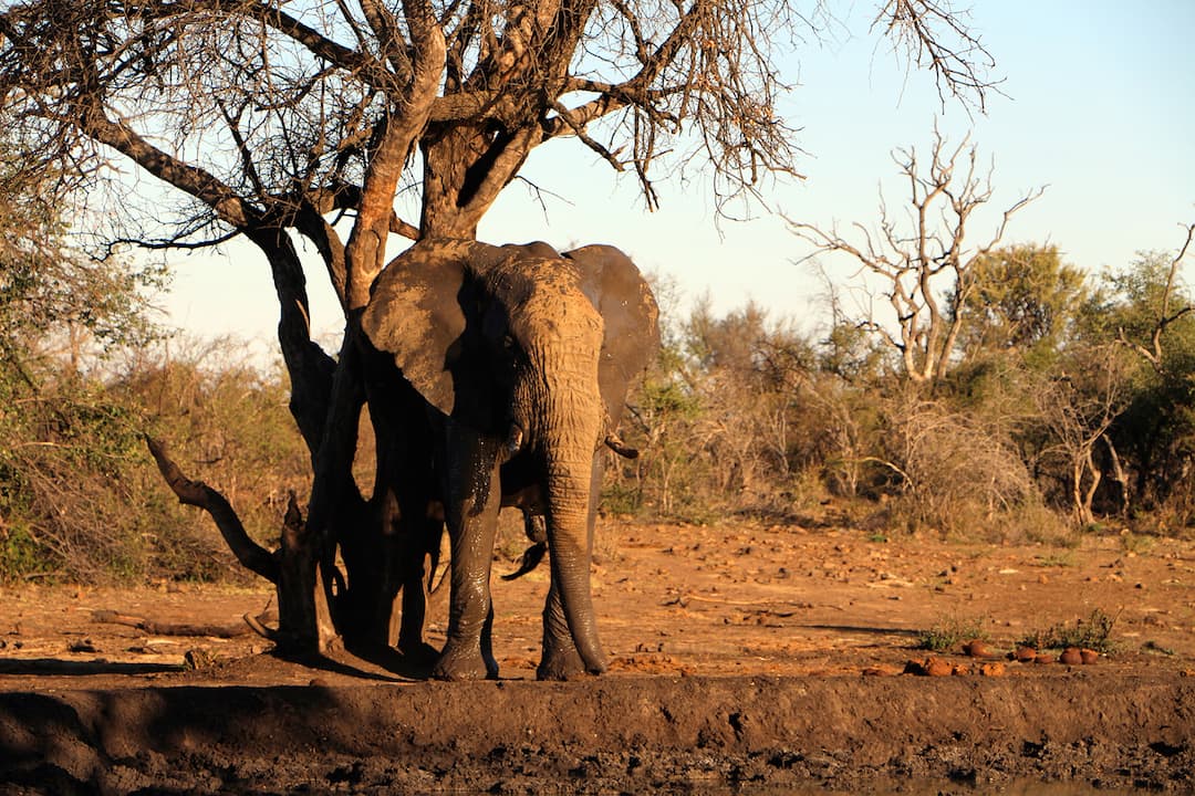A experiência de ver animais selvagens em plena selva africana é única, os guias dos parques se comunicam o dia todo, trocando dicas dos melhores lugares para chegar mais próximo aos animais (Foto: Natalie Soares)