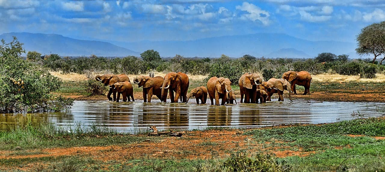 Animais em seu habitat natural: a África do Sul contempla tudo, vida ao ar livre, cultura e lindas praias