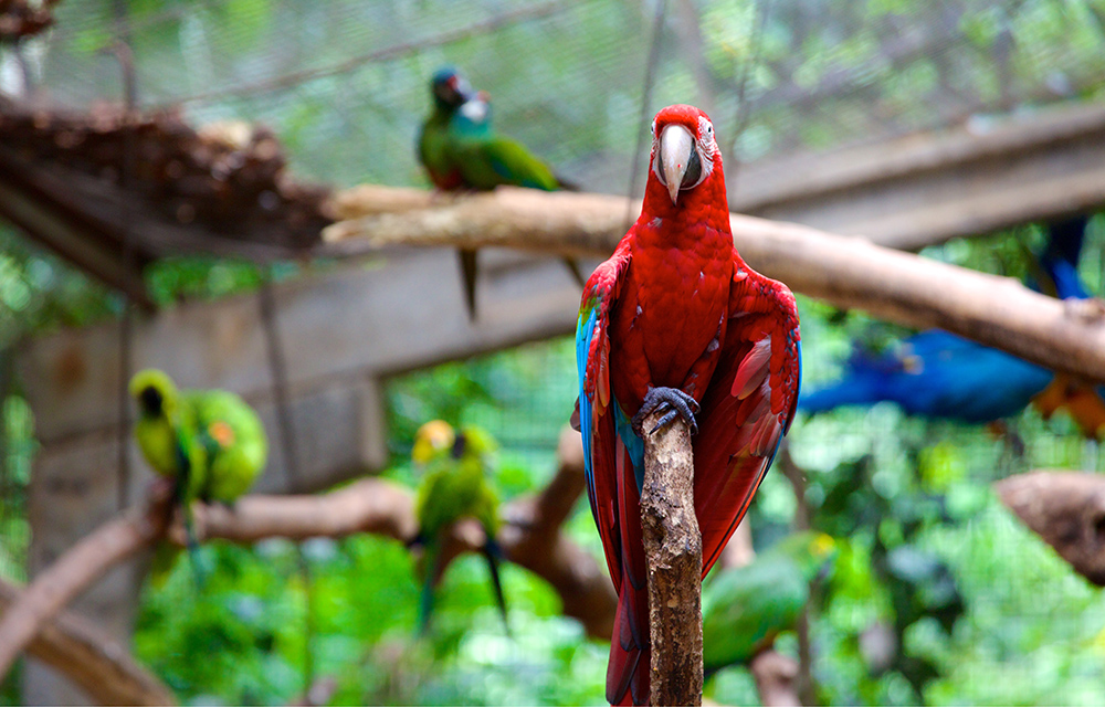 Arara-vermelha e outras aves ao fundo, em um viveiro