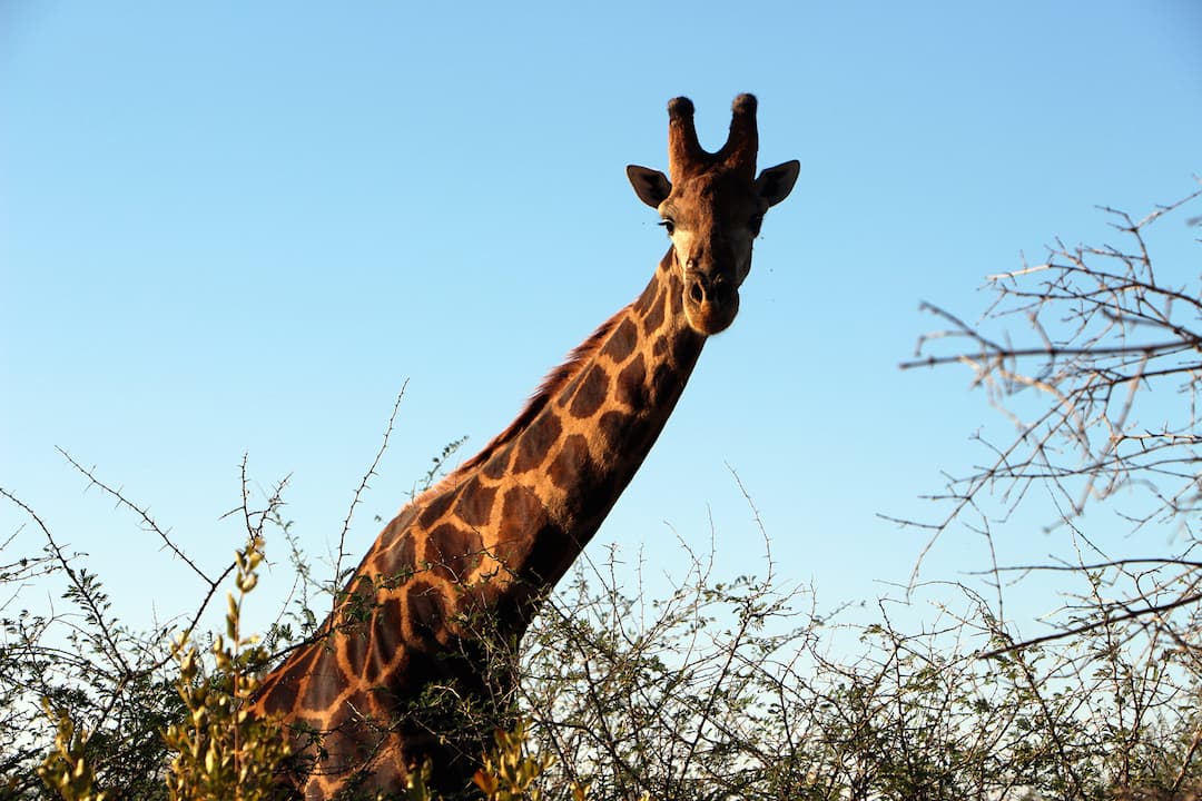 A ida a um safári garante fotos lindas, de animais, natureza e principalmente, como é a vida de verdade de uma selva africana, a busca por este olhar leva muitos fotógrafos profissionais à África
