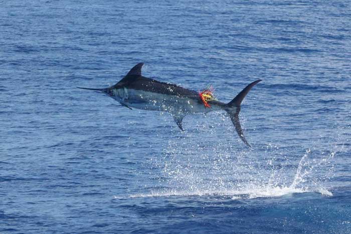 marlin3