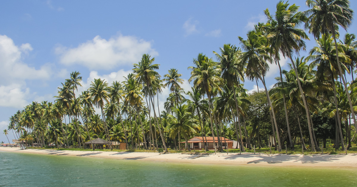 coqueiros na praia