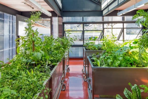 A horta da cozinha do Tuju: ingredientes sempre frescos