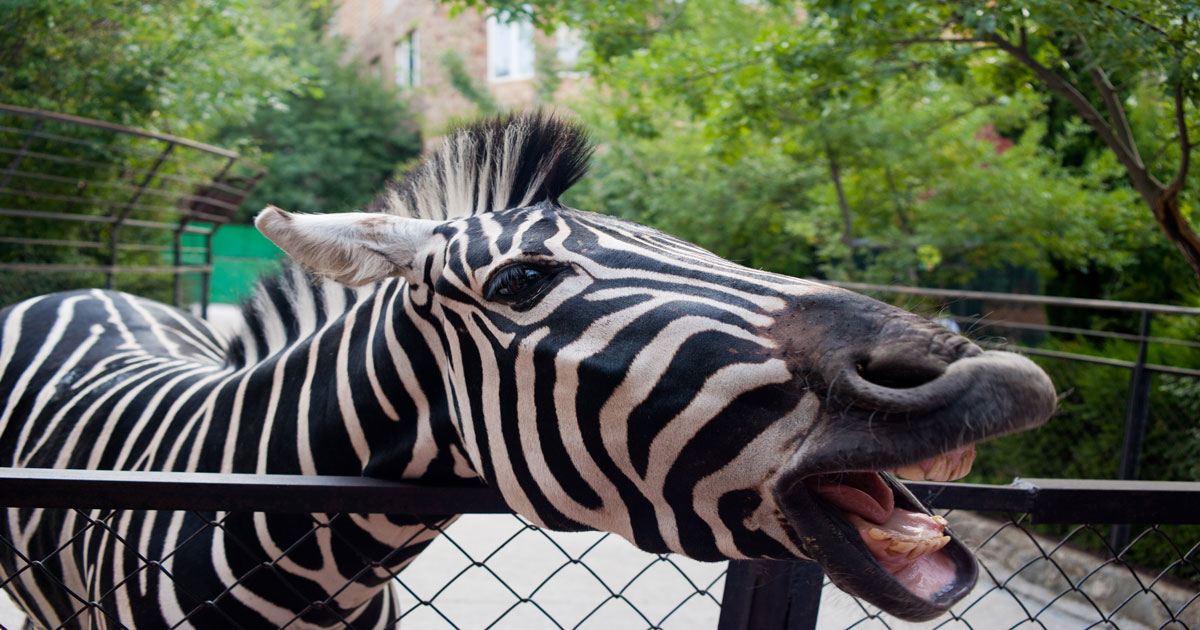 animal caracteristico de johanesburgo