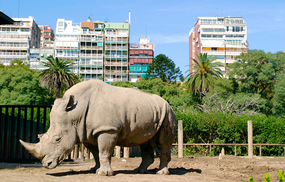 Rinoceronte no Zoológico de Palermo com prédios ao fundo